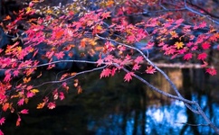 春暖花开最新网址